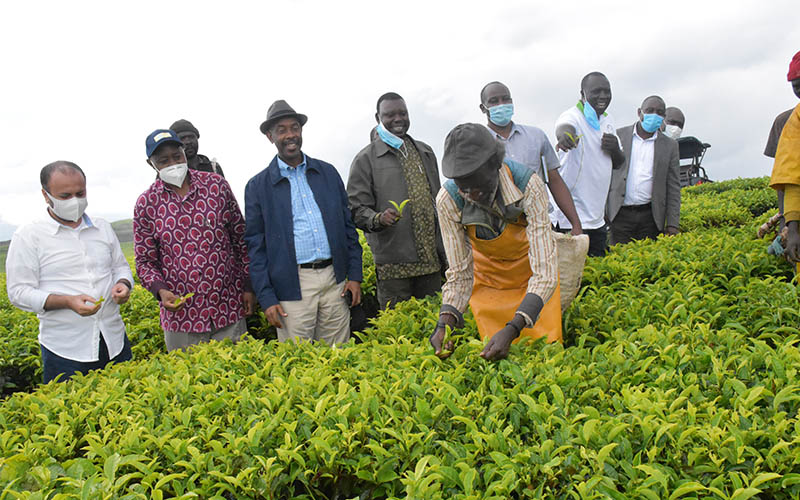 UgIFT interventions in the tea sector attract arab investors
