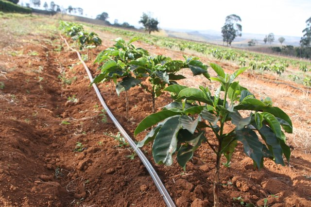 Smallholder coffee irrigation established